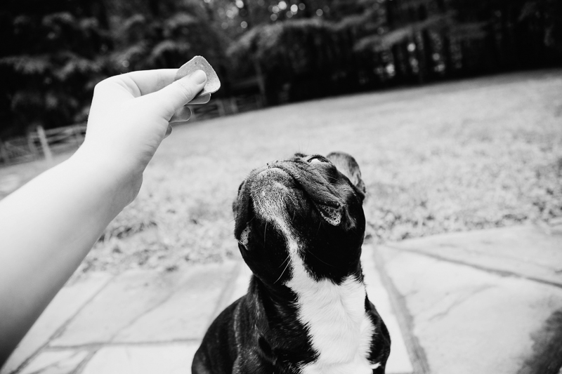 black and white dog portraits, Frenchie looking up at pepperoni | ©Erin Cruise Photography