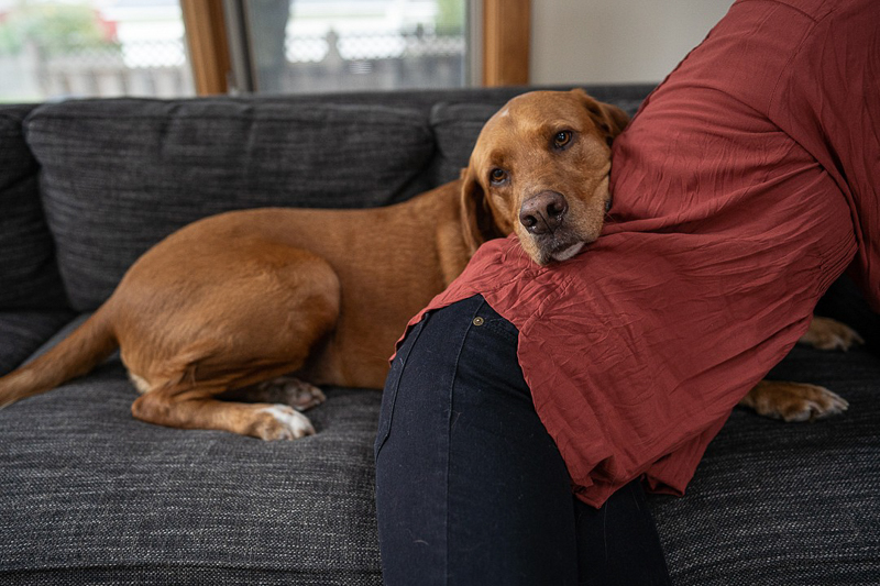 dog leaning on woman, in home lifestyle family photos, ©Ueda Photography