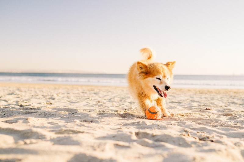 Corgi mix playing with tennis ball on the beach , ©misterdebs photography