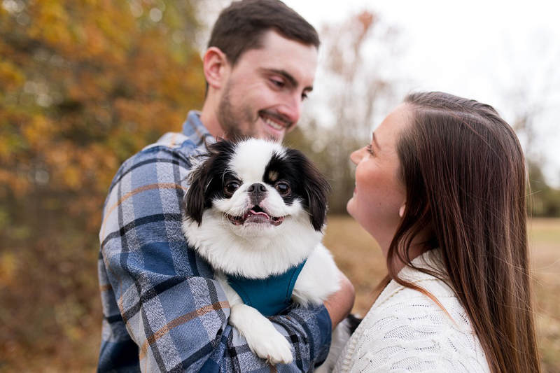 Adorable black and white Japanese Chin, fall engagement photos ©Autumn Howell Photography, Kokomo, IN