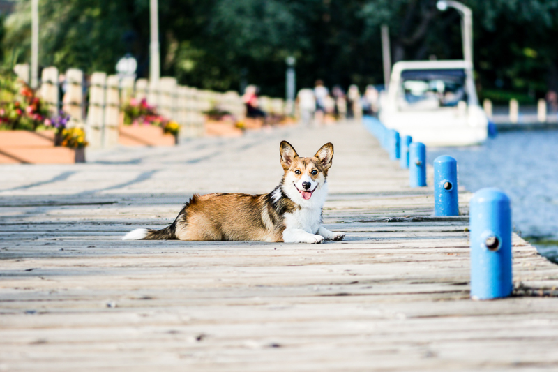 Corgi with tail on dock | ©Beth Photography, Ontario pet photographer