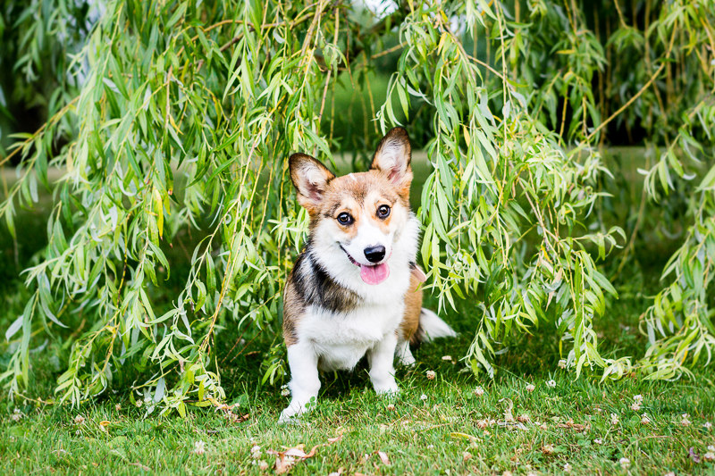 Corgi and willow branches | ©Beth Photography, Avonmore pet photographer