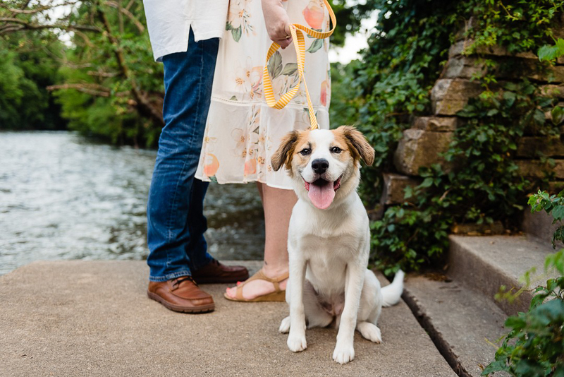 cute mixed breed puppy and humans by river, ©Jennifer Lourie - engagement photos with a puppy, Naperville, Illinois