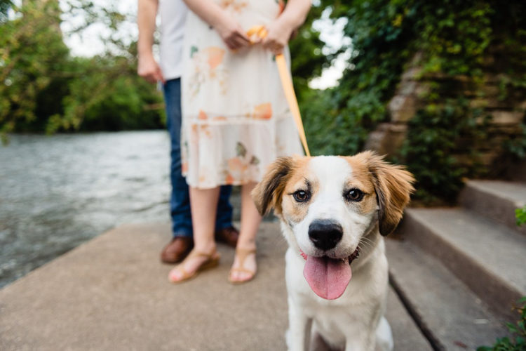 ©Jennifer Lourie - engagement photos with a puppy