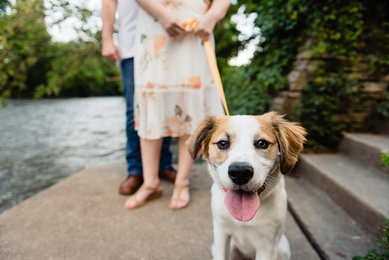 ©Jennifer Lourie - engagement photos with a puppy, Naperville, Illinois