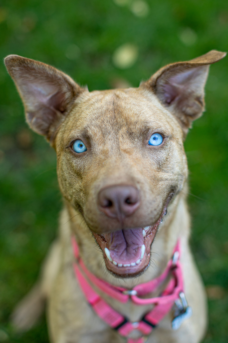 ©K Schulz Photography adoptable Husky mix- Warrior Dog Rescue, lifestyle pet portraits, Minneapolis, St. Paul