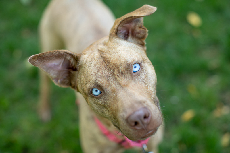 Adopt Me:  Nadia the Husky Mix | Warrior Dog Rescue