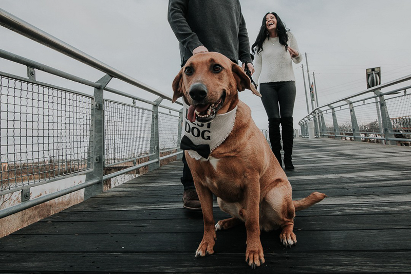 mixed breed on bridge, ©Kelli Wilke Photography | dog-friendly engagement photos, Wilmington Riverfront