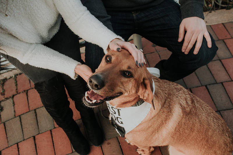lab/hound mix wearing "best dog" bandana, ©Kelli Wilke Photography |