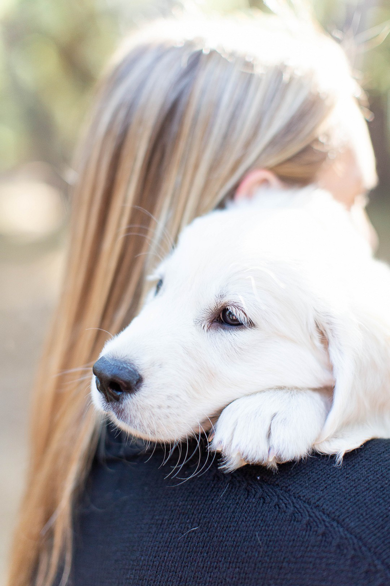 English Cream Golden Retriever puppy snuggling on woman's shoulder |©Laura & Rachel Photography