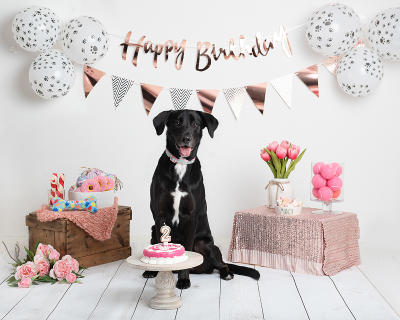 rose-gold and pink dog pawty, Black Lab birthday photoshoot