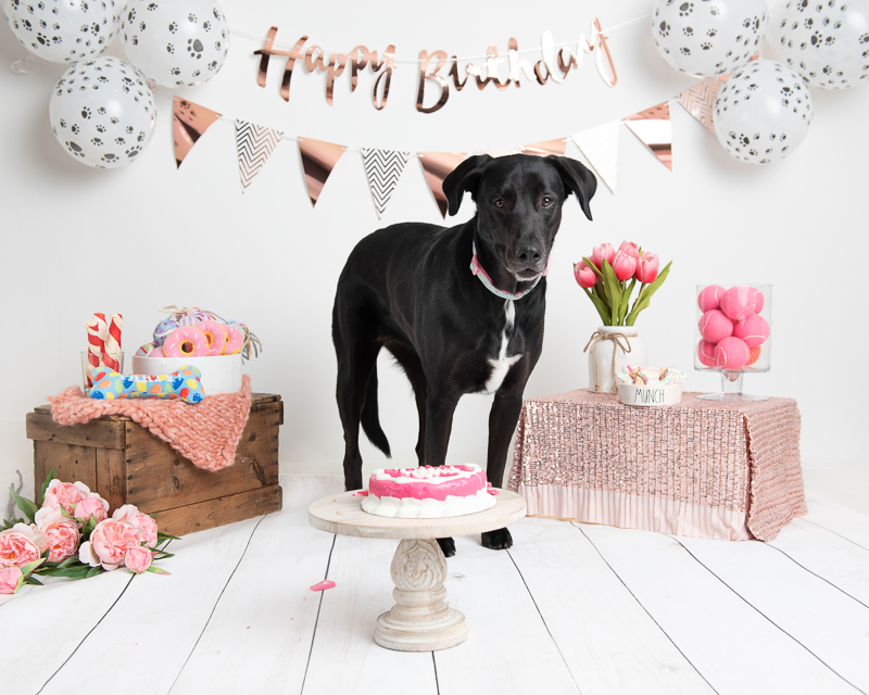 black lab mix, birthday party photoshoot ©Luciana Calvin Photography, Chelmsford, MA