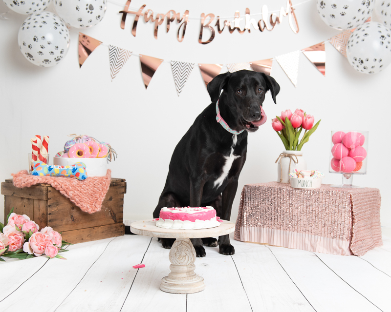 birthday party for black lab mix |©Luciana Calvin Photography, Chelmsford, MA