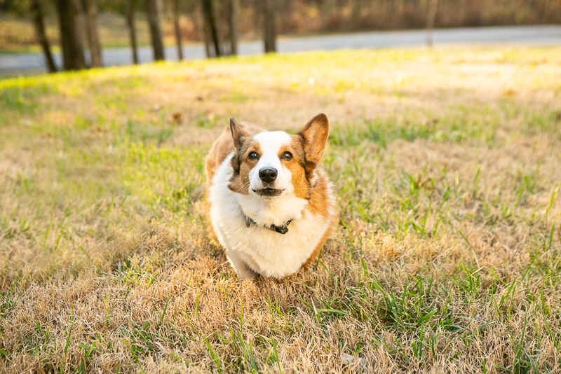 cute Corgi in front yard, Nashville on location pet portraits | ©Mandy Whitley Photography | 