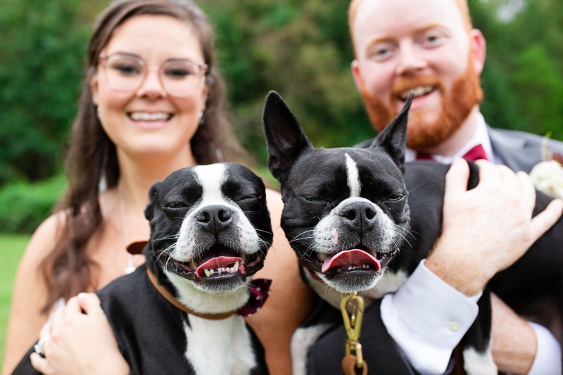 happy Boston Terriers and humans, wedding day photos with dogs | ©Megan Rei Photography, Richmond, VA