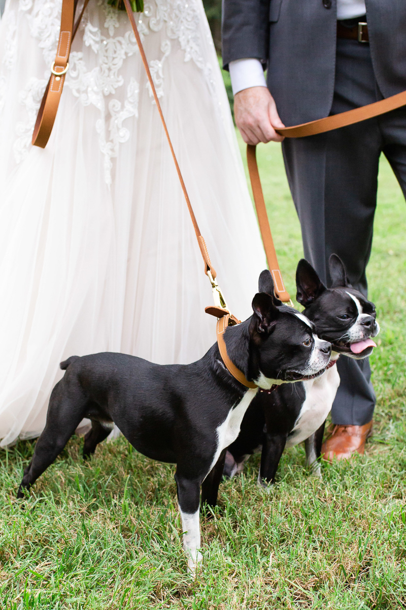 Boston Terriers wearing leather collars and leashes with bride and groom | ©Megan Rei Photography | dog-friendly wedding photography