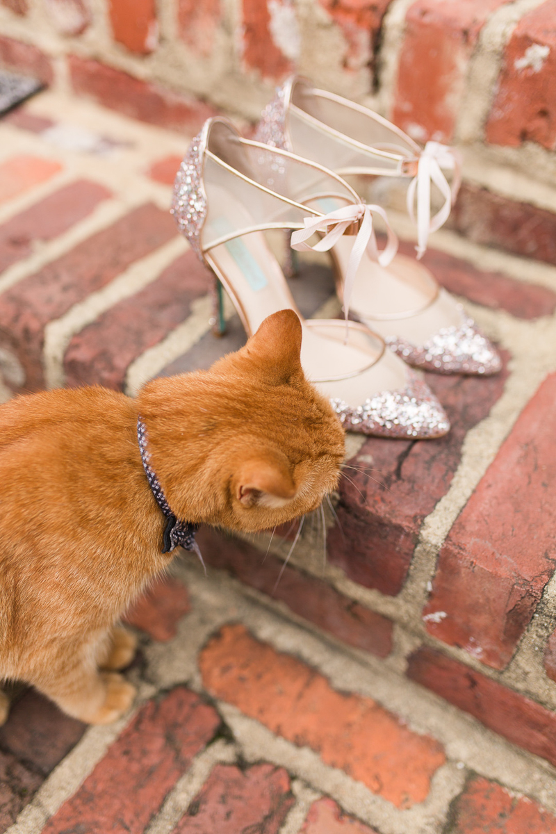 cat checking out shoes for wedding | ©Megan Rei Photography, Northern Virginia wedding photographer