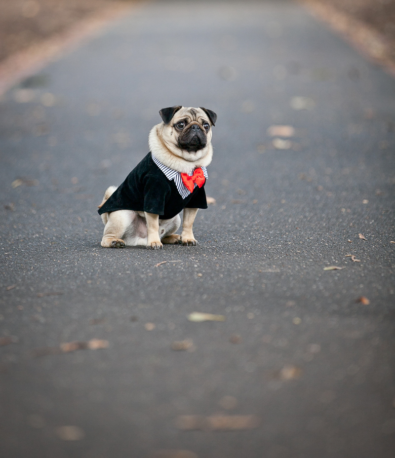 lifestyle dog photography, Pug | ©Pupparazzi Pet Photography, Melbourne, Victoria