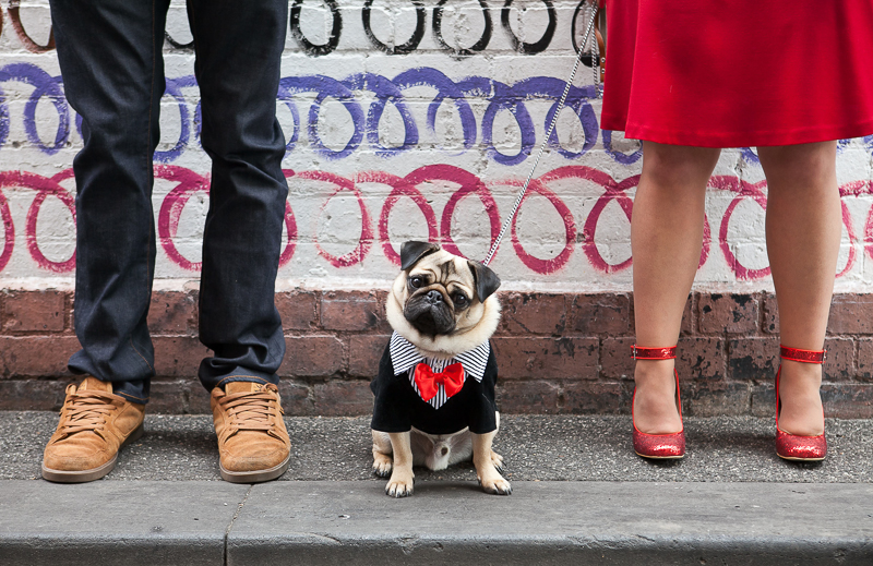 fashion hound, Pug wearing Tuxedo | ©Pupparazzi Pet Photography