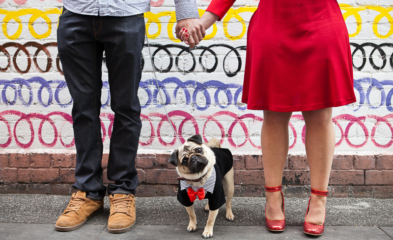 cute Pug head tilt, dog wearing tuxedo for engagement photos | ©Pupparazzi Pet Photography, Melbourne, Victoria