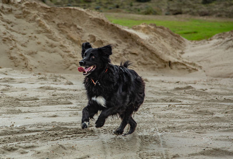 senior dog running on sand, ©SLO Town Studios