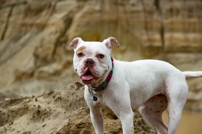 cute American Bulldog with own brown eyebrow | ©SLO Town Studios