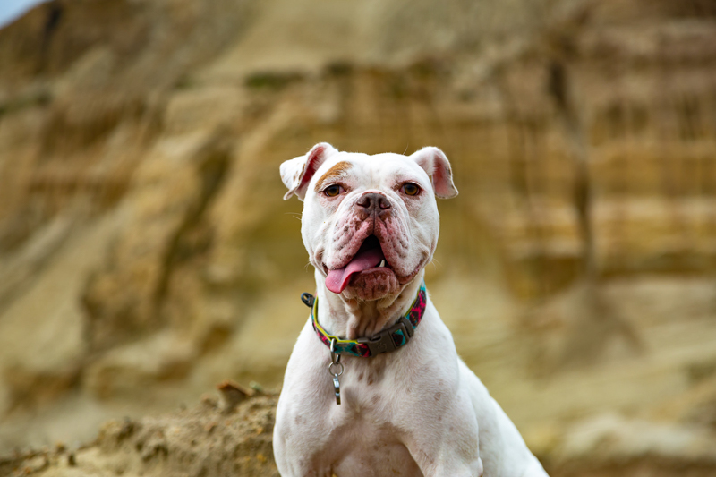 American Bulldog with brown eyebrow, Santa Cruz sand hill, lifestyle dog photography | ©SLO Town Studios