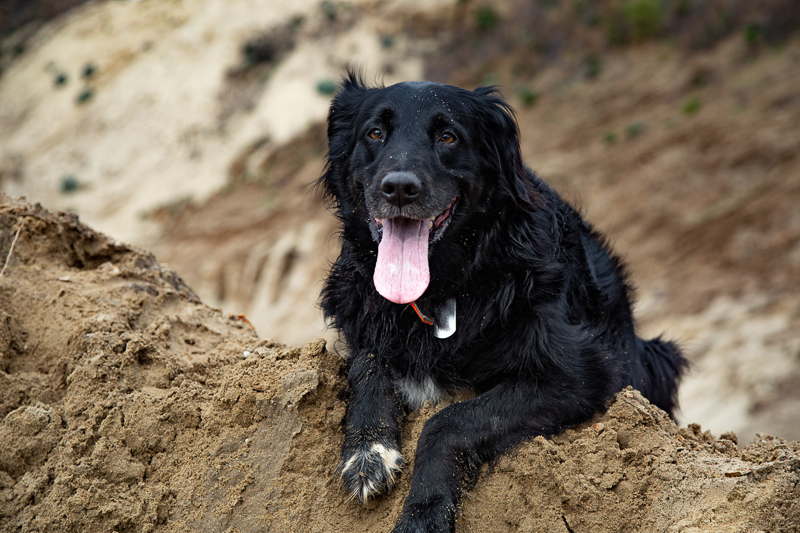 senior dog resting on sand, lifestyle dog portraits ©SLO Town Studios