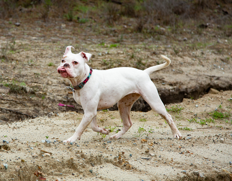white bully type dog running | ©SLO Town Studios