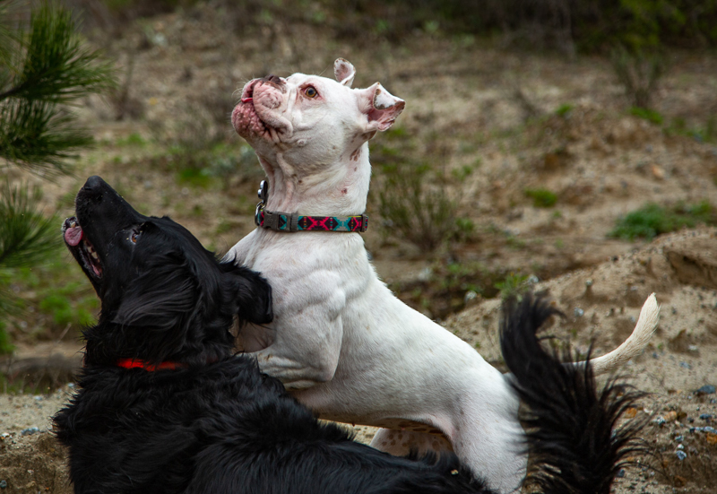Retriever mix and American Bulldog playing outside | ©SLO Town Studios
