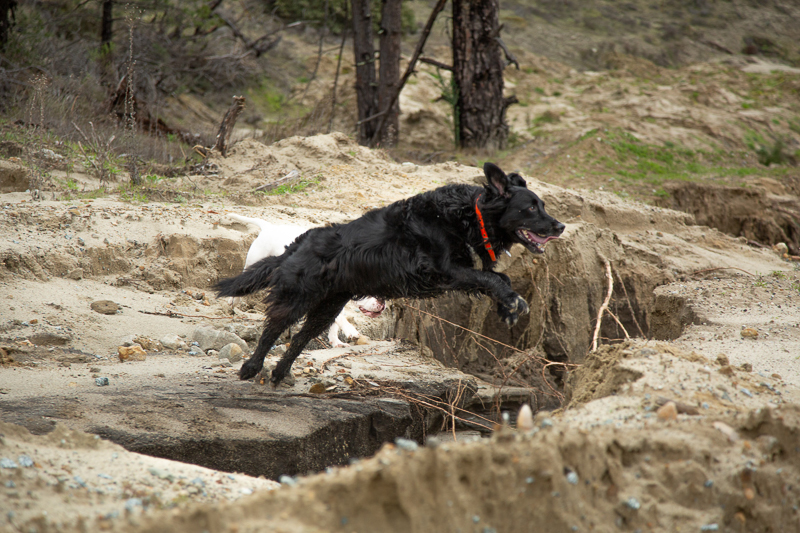 black mixed breed dog jumping a small ravine | ©SLO Town Studios, Santa Cruz, CA