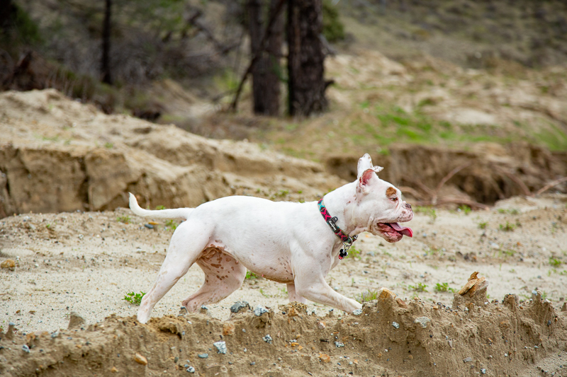 white and brown Bully running, ©SLO Town Studios on location dog photography