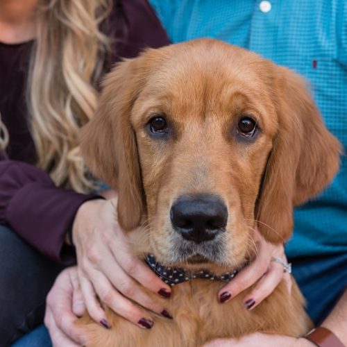 Happy Tails:  Henry the Golden Retriever | Syracuse, NY