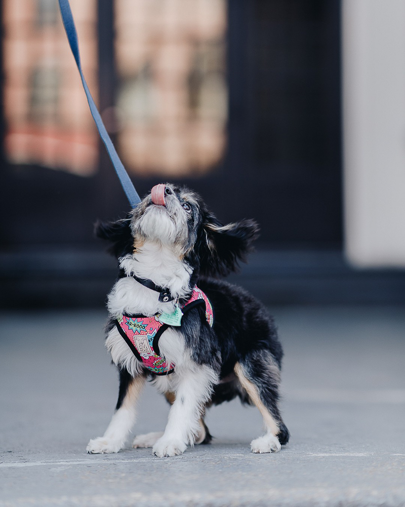 happy puppy with tongue out, Brooklyn Wedding Photo
