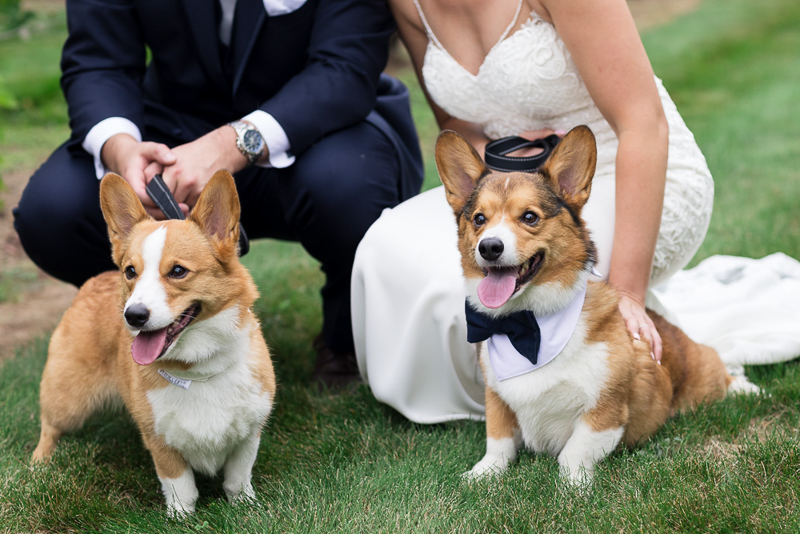 Corgis dressed up for their humans' wedding | ©Chris and Becca Photography | wedding dogs