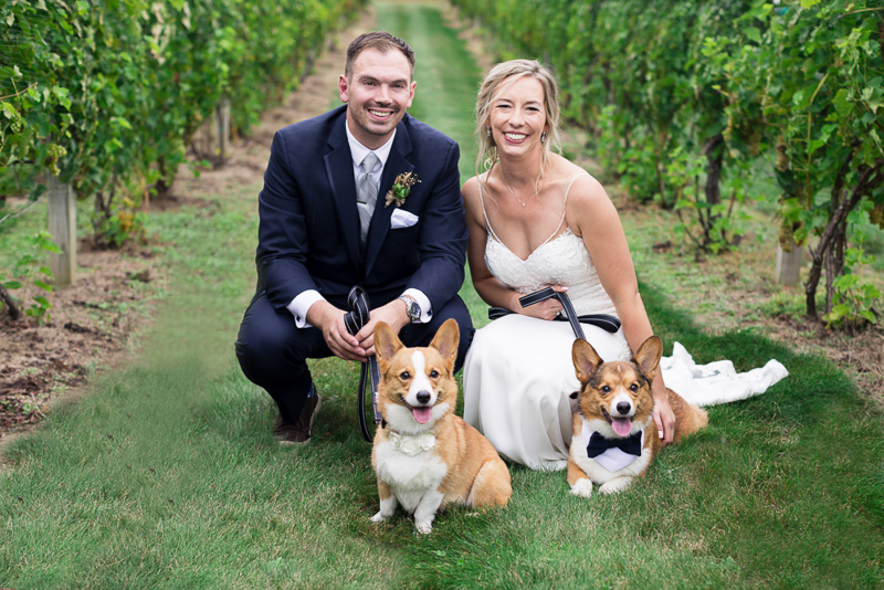 Corgis and their just married humans in vineyard, dog-friendly wedding photos ©Chris and Becca Photography