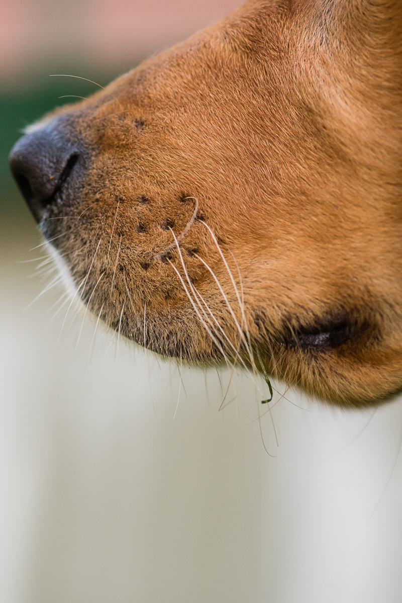 detail shot of dog's whiskers, lifestyle dog portraits | ©Alice G Patterson Photography, CNY pet portraits