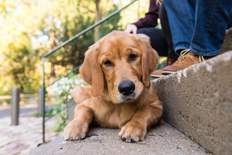 Syracuse pet photography, Golden Retriever on cement steps, ©Alice G Patterson Photography