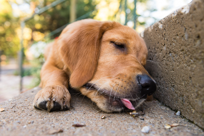 Golden Retriever licking stick off cement step, ©Alice G Patterson Photography | Central New York pet photography