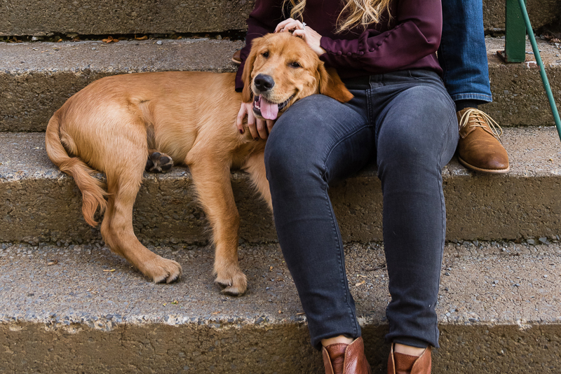 silly dog, Golden Retriever with head on woman's lap, ©Alice G Patterson Photography, Syracuse, NY