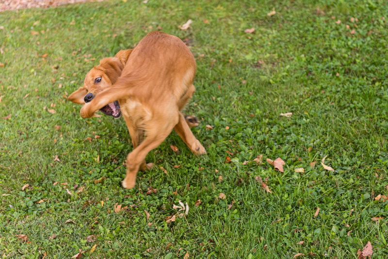 dog chasing his tail, ©Alice G Patterson Photography | Central New York dog photographer