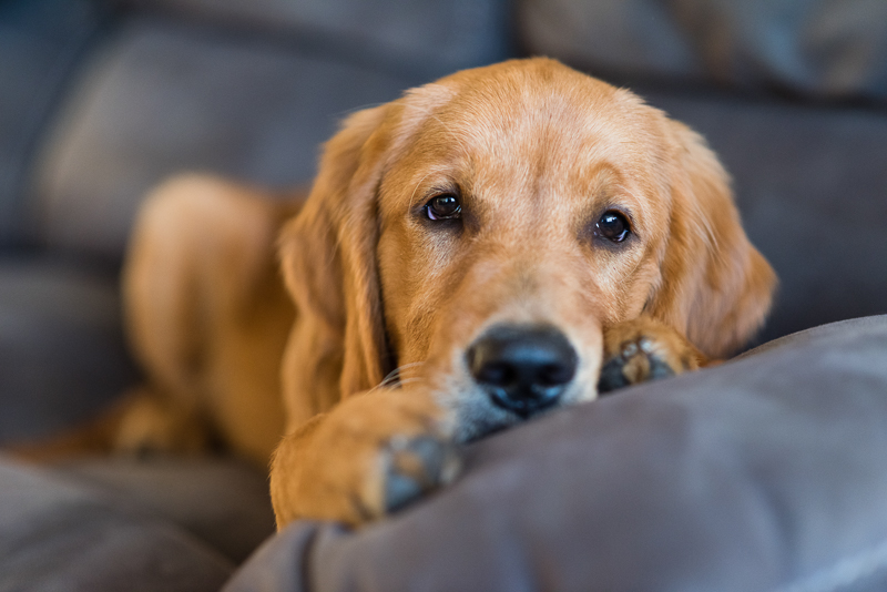 cute Golden Retriever on gray sofa, dogs on furniture, lifestyle pet portraits | ©Alice G Patterson Photography