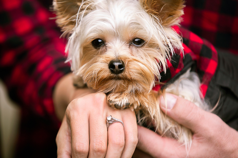 engagement photos with a Yorkie, fall engagement photos | ©Cariad Photography, Clayton, GA