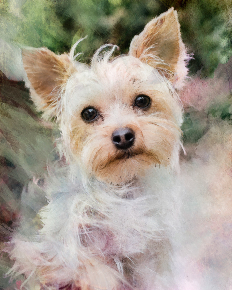 Yorkshire Terrier, digital pet portraits | Steffie Smith/Cariad Photography