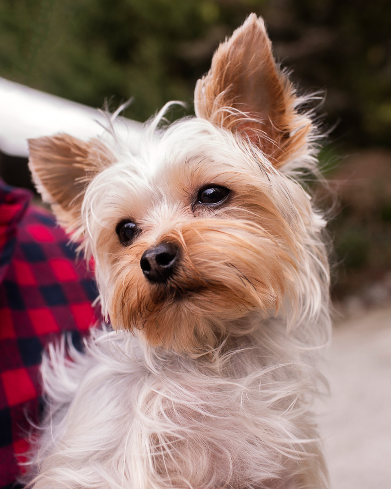 cute Yorkie | ©Cariad Photography, lifestyle pet portraits
