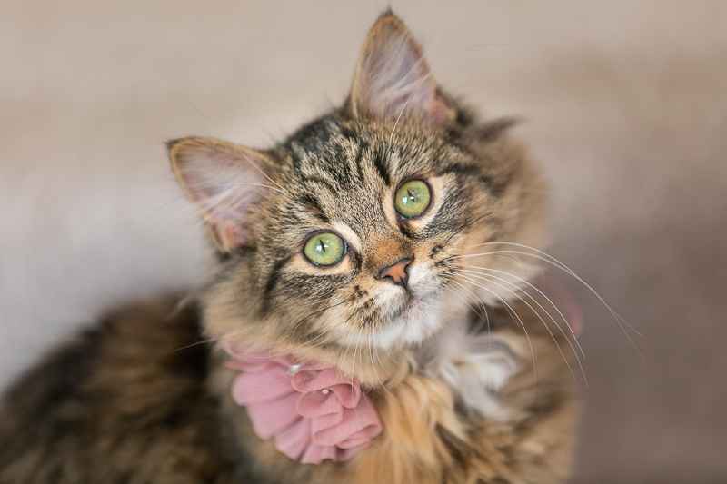 cute tabby kitten wearing fabric flower, MN pet photography ©K Schulz Photography