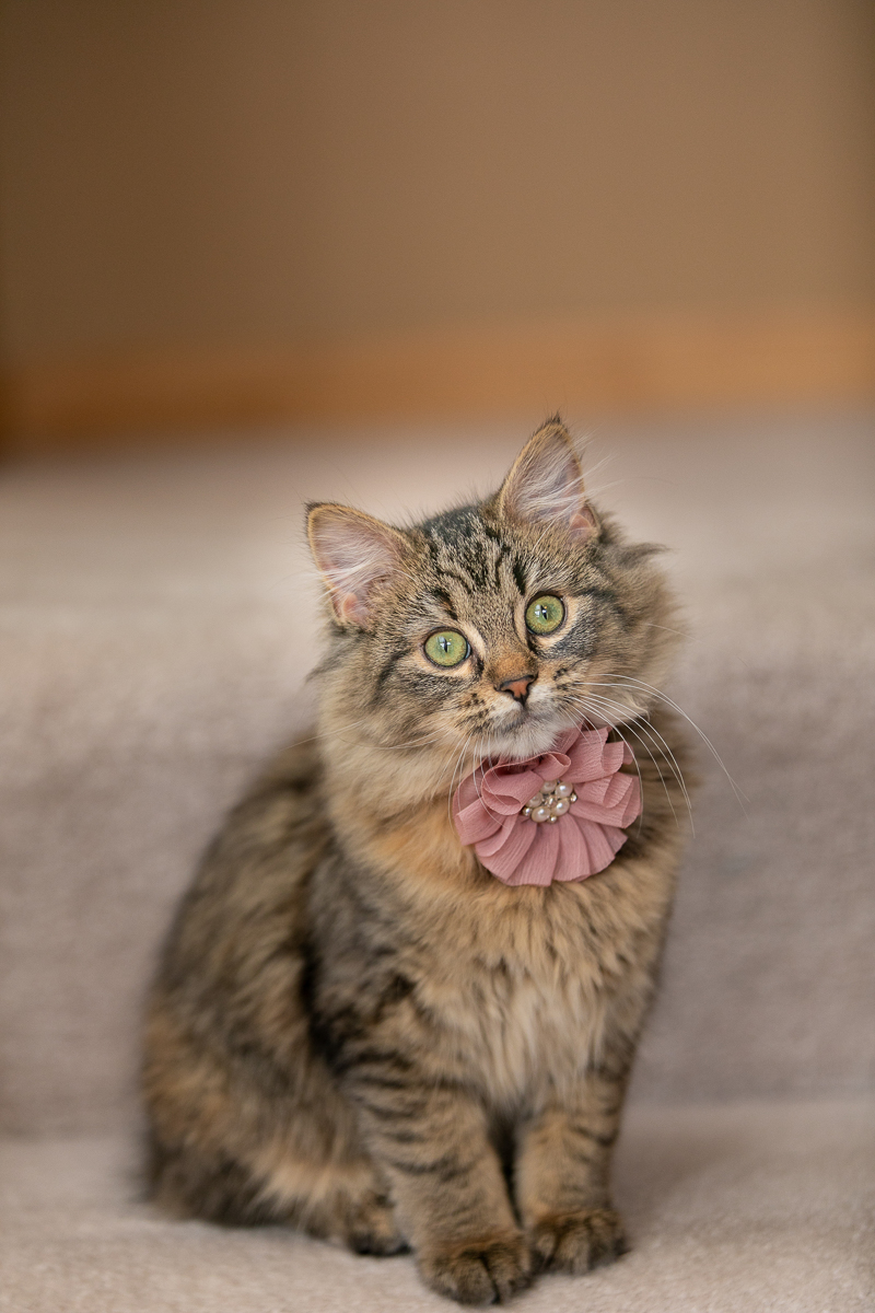 cute kitten wearing a dusty pink flower | ©K Schulz Photography, Minnesota cat portraits