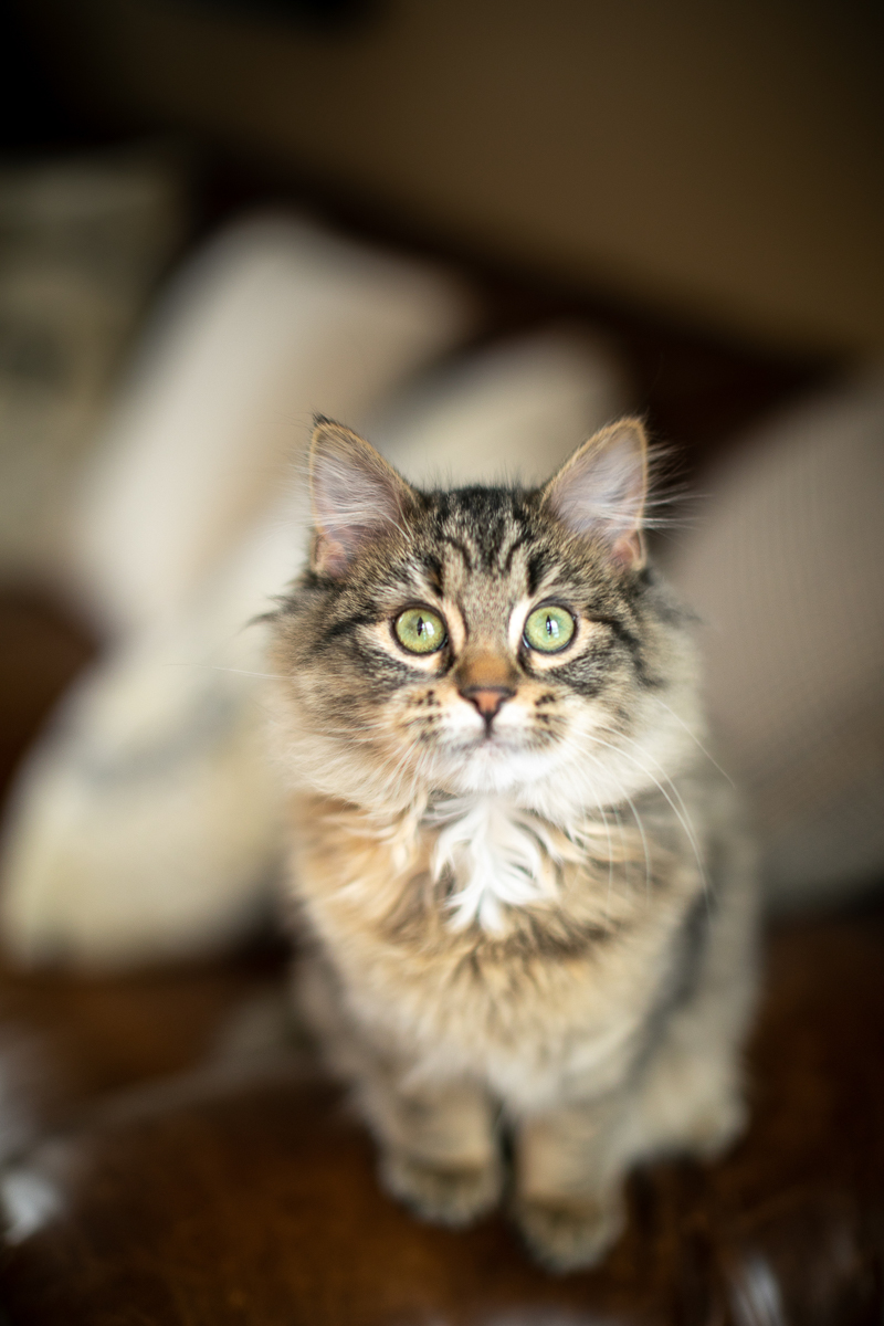 lifestyle cat photography, tabby kitten | ©K Schulz Photography, Bloomington, MN