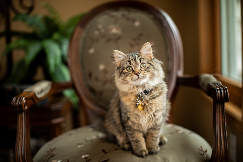 tabby kitten in chair, cats on furniture | ©K Schulz Photography, MN pet photographer