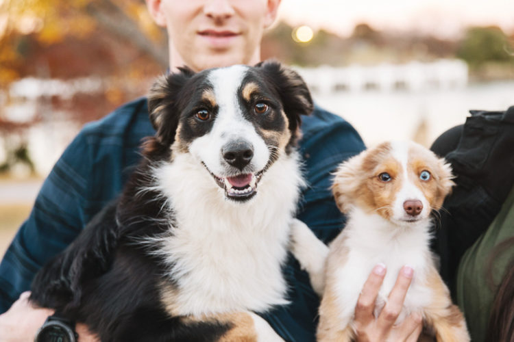 lifestyle dog photography, Miniature Australian Shepherds | ©Monkia Normand Photography